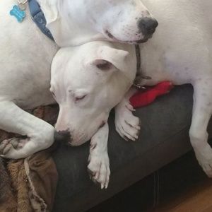 Meet your Posher, Alexander